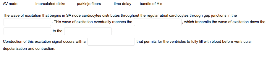 AV node
intercalated disks
purkinje fibers
time delay
bundle of His
The wave of excitation that begins in SA node cardiocytes distributes throughout the regular atrial cardiocytes through gap junctions in the
. This wave of excitation eventually reaches the
, which transmits the wave of excitation down the
to the
Conduction of this excitation signal occurs with a
that permits for the ventricles to fully fill with blood before ventricular
depolarization and contraction.
