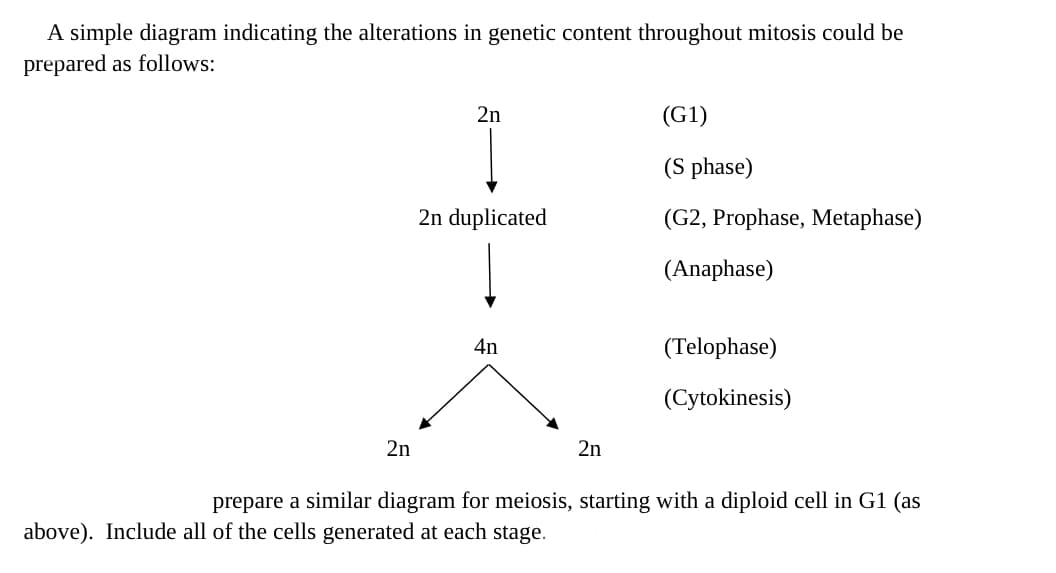 A simple diagram indicating the alterations in genetic content throughout mitosis could be
prepared as follows:
2n
2n
2n duplicated
4n
2n
above). Include all of the cells generated at each stage.
(G1)
(S phase)
(G2, Prophase, Metaphase)
(Anaphase)
(Telophase)
(Cytokinesis)
prepare a similar diagram for meiosis, starting with a diploid cell in G1 (as