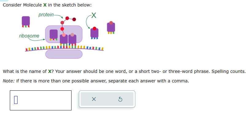 Consider Molecule X in the sketch below:
protein-
ribosome
-X
What is the name of X? Your answer should be one word, or a short two- or three-word phrase. Spelling counts.
Note: if there is more than one possible answer, separate each answer with a comma.
0
X
5