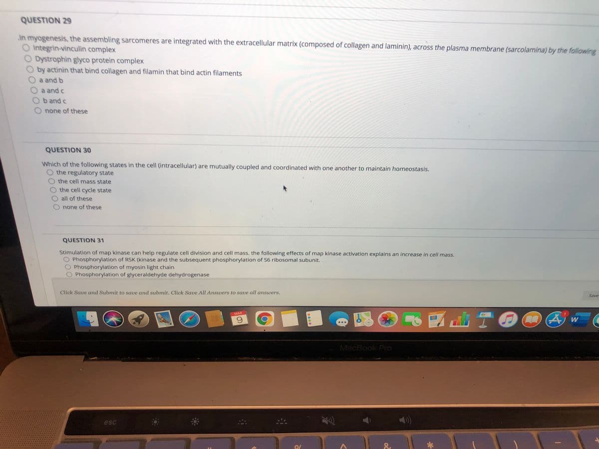 QUESTION 29
in myogenesis, the assembling sarcomeres are integrated with the extracellular matrix (composed of collagen and laminin), across the plasma membrane (sarcolamina) by the following
Integrin-vinculin complex
O Dystrophin glyco protein complex
by actinin that bind collagen and filamin that bind actin filaments
a and b
a and c
b and c
none of these
QUESTION 30
Which of the following states in the cell (intracellular) are mutually coupled and coordinated with one another to maintain homeostasis.
the regulatory state
the cell mass state
the cell cycle state
all of these
none of these
QUESTION 31
Stimulation of map kinase can help regulate cell division and cell mass. the following effects of map kinase activation explains an increase in cell mass.
O Phosphorylation of RSK (kinase and the subsequent phosphorylation of S6 ribosomal subunit.
O Phosphorylation of myosin light chain
O Phosphorylation of glyceraldehyde dehydrogenase
Click Save and Submit to save and submit. Click Save All Answers to save all answers.
Save
MAR
W
MacBook Pro
esc
म
