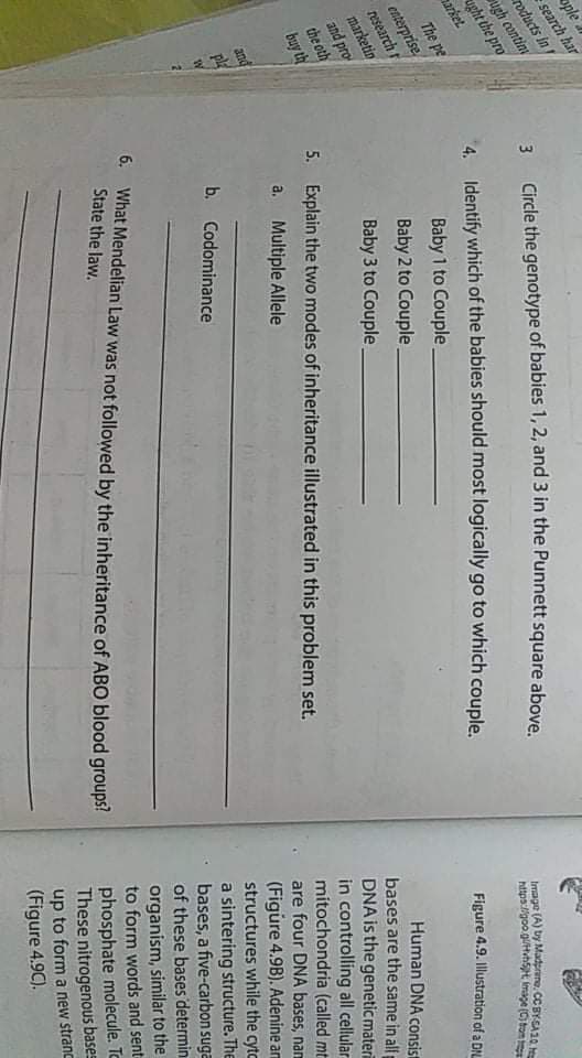 ople
search har
ugh conting
ught the pro
arket.
The pe
roducts in
3 Circle the genotype of babies 1, 2, and 3 in the Punnett square above
4. Identify which of the babies should most logically go to which couple.
enterprise
research
marketin
and pro
the oth
buy th
Baby 1 to Couple
Image (A) ty Madprine. CC BY CA 10 M
https://goo g/Huth5H, Image (Cton
Baby 2 to Couple.
Baby 3 to Couple.
Figure 4.9. Illustration of a DIL
5. Explain the two modes of inheritance illustrated in this problem set.
Human DNA consist
bases are the same in all
DNA is the genetic mater
in controlling all cellular
mitochondria (called mt
are four DNA bases, nam
(Figure 4.9B). Adenine am
structures while the cyto
a sintering structure. The
bases, a five-carbon suga
of these bases determin
a. Multiple Allele
and
pl
b. Codominance
6. What Mendelian Law was not followed by the inheritance of ABO blood groups!
State the law.
organism, similar to the
to form words and sent-
phosphate molecule. To
These nitrogenous bases
up to form a new stranc
(Figure 4.9C).
