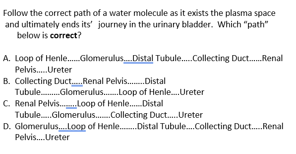 Follow the correct path of a water molecule as it exists the plasma space
and ultimately ends its' journey in the urinary bladder. Which "path"
below is correct?
A. Loop of Henle.Glomerulus.Distal Tubule.Collecting Duct..Renal
Pelvis.Ureter
B. Collecting Duct..Renal Pelvis..Distal
Tubule. .Glomerulus.Loop of Henle..Ureter
C. Renal Pelvis .Loop of Henle..Distal
Tubule.Glomerulus..Collecting Duct..Ureter
D. Glomerulus.Loop of Henle..Distal Tubule..Collecting Duct..Renal
Pelvis...Ureter
