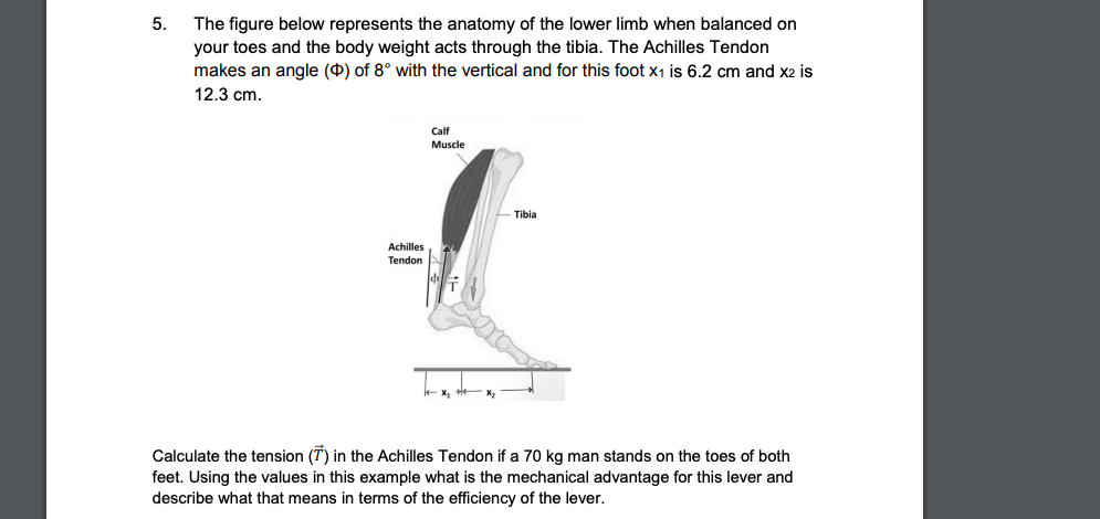 5.
The figure below represents the anatomy of the lower limb when balanced on
your toes and the body weight acts through the tibia. The Achilles Tendon
makes an angle (0) of 8° with the vertical and for this foot x1 is 6.2 cm and x2 is
12.3 cm.
Calf
Muscle
Tibia
Achilles
Tendon
Calculate the tension (T) in the Achilles Tendon if a 70 kg man stands on the toes of both
feet. Using the values in this example what is the mechanical advantage for this lever and
describe what that means in terms of the efficiency of the lever.
