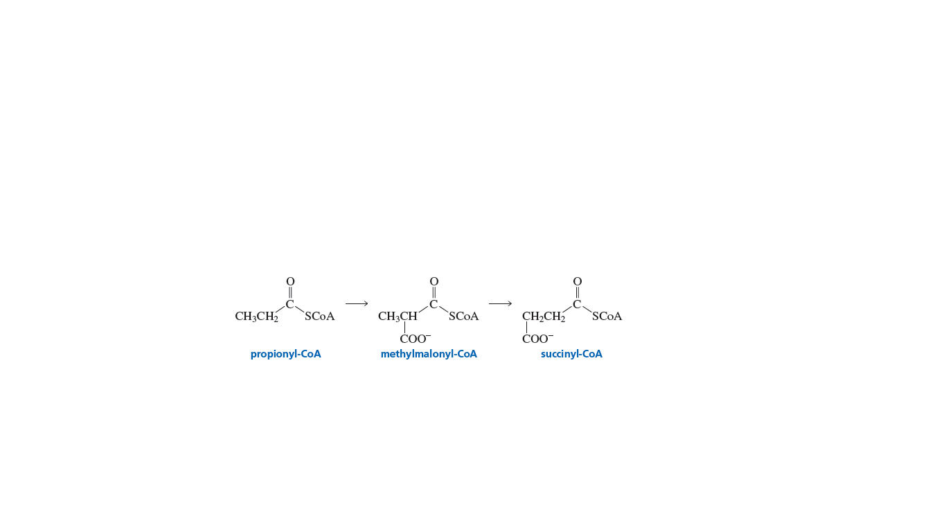 CH3CH2
`SCOA
CH3CH
SCOA
CH2CH2
SCOA
ČO0-
propionyl-CoA
methylmalonyl-COA
succinyl-CoA
