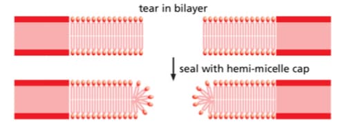 tear in bilayer
seal with hemi-micelle cap
