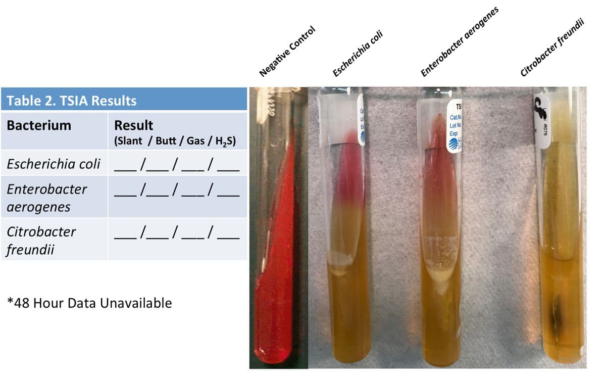 Table 2. TSIA Results
Negative Control
Escherichia coli
Bacterium
Enterobacter aerogenes
Result
Citrobacter freundii
(Slant / Butt / Gas / H,S)
Escherichia coli
Ca
La
E
TS
Cat.No
Lot No
Enterobacter
Exp:
aerogenes
Citrobacter
freundii
___/
*48 Hour Data Unavailable
1075
