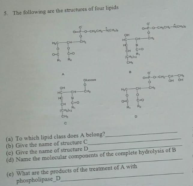 5. The following are the structures of four lipids
o--0-CH,CH-N(CH)b
CH,CH-NCHb
CH
CH2
CH-
HÇ-
CH-
HC
CH
R1
R1
R2
CH
B
o-CH-CH-CHte
OH
Glucose
CH-
CH2
HC
CH
CH2
HC
C=0
CH
R1
(CHah2
R1
R2
(a) To which lipid class does A belong?
(b) Give the name of structure C
(c) Give the name of structure D
(d) Name the molecular components of the complete hydrolysis of B
(e) What are the products of the treatment of A with
phospholipase_D
