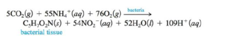 bacteria
SCO,(g) + 55NH,*(aq) + 760,(g)
C,H,O,N(s) + 54NO, (aq) + 52H,O() + 109H* (aq)
bacterial tissue
