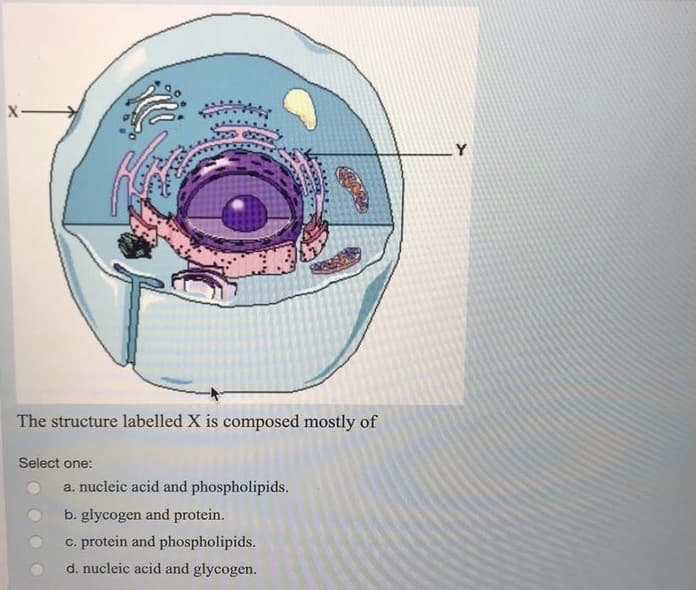 X
Select one:
The structure labelled X is composed mostly of
a. nucleic acid and phospholipids.
CONDE
b. glycogen and protein.
c. protein and phospholipids.
d. nucleic acid and glycogen.
ww
Y