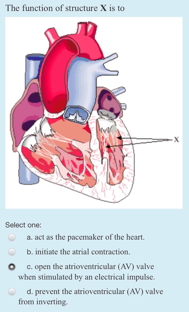 The function of structure X is to
Select one:
a. act as the pacemaker of the heart.
b. initiate the atrial contraction.
c. open the atrioventricular (AV) valve
when stimulated by an electrical impulse.
d. prevent the atrioventricular (AV) valve
from inverting.