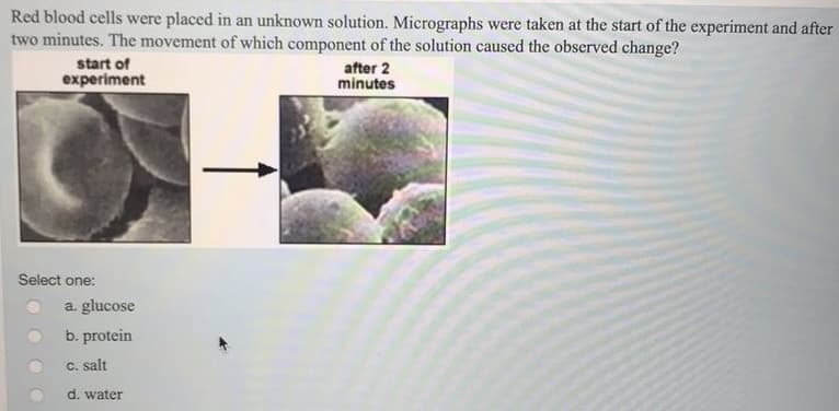 Red blood cells were placed in an unknown solution. Micrographs were taken at the start of the experiment and after
two minutes. The movement of which component of the solution caused the observed change?
start of
experiment
Select one:
a. glucose
b. protein
c. salt
d. water
after 2
minutes