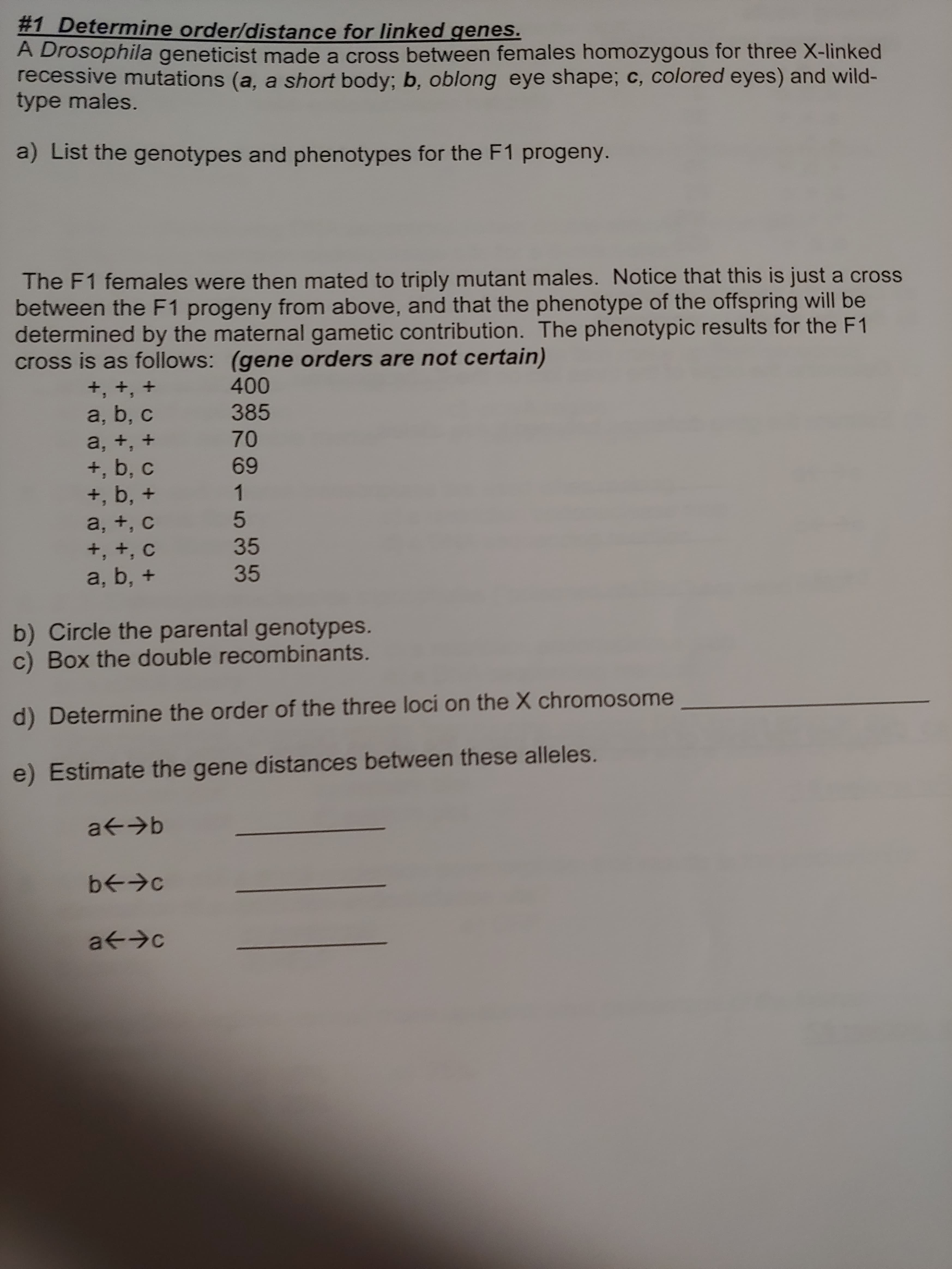 #1 Determine order/distance for linked genes.
A Drosophila geneticist made a cross between females homozygous for three X-linked
recessive mutations (a, a short body; b, oblong eye shape; c, colored eyes) and wild-
type males.
a) List the genotypes and phenotypes for the F1 progeny.
The F1 females were then mated to triply mutant males. Notice that this is just a cross
between the F1 progeny from above, and that the phenotype of the offspring will be
determined by the maternal gametic contribution. The phenotypic results for the F1
cross is as follows: (gene orders are not certain)
a, b, c
385
a, +, +
+, b, c
+, b, +
69
1.
a, +, c
+, +, c
a, b, +
35
35
b) Circle the parental genotypes.
c) Box the double recombinants.
d) Determine the order of the three loci on the X chromosome
e) Estimate the gene distances between these alleles.
つ个少9
a+→c
