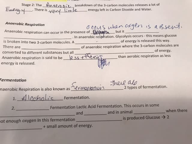 Anaerobic Respiration
O ceus uhen orgen is aBsent.
Anaerobic respiration can occur in the presence of kabut it
In anaerobic respiration. Glycolysis occurs - this means glucose
of energy is released this way.
is broken into two 3-carbon molecules. A.
There are
of anaerobic respiration where the 3-carbon molecules are
of energy.
converted to different substances but all
Anaerobic respiration is said to be
energy is released.
lessefferent
than aerobic respiration as less
