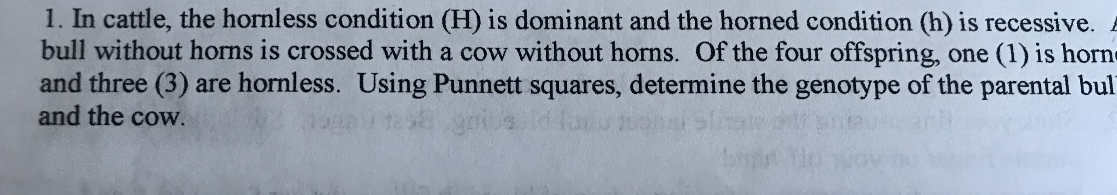 1. In cattle, the hornless condition (H) is dominant and the horned condition (h) is recessive.
bull without horns is crossed with a cow without horns. Of the four offspring, one (1) is horn
and three (3) are hornless. Using Punnett squares, determine the genotype of the parental bul
and the cow.
