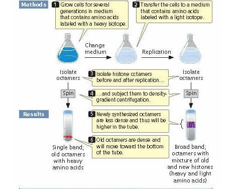 Methods 1 GIow cels for seeral
generations in medium
that contains amino acids
[2 Transferthe cells to a medium
that contains amino acids
labeled with a light isotope.
labeled with a heavy isotope.
Change
medium
Replication
Isolate
3 Isolate histone ctamers
before and after replication...
Isolate
octamers
octamers
4..and subject them to dersity
gradient centrifugation.
Spin
Spin
5 Newly synthesied octamers
are less dense and thus will be
Results
higher in the tube.
6od octamers are dense and
Single band;
old octamers
Broad band;
octamers with
mixture of old
and new histones
will move toward the bottom
of the tube.
with heavy
amino acids
(heavy and light
amino acids)
