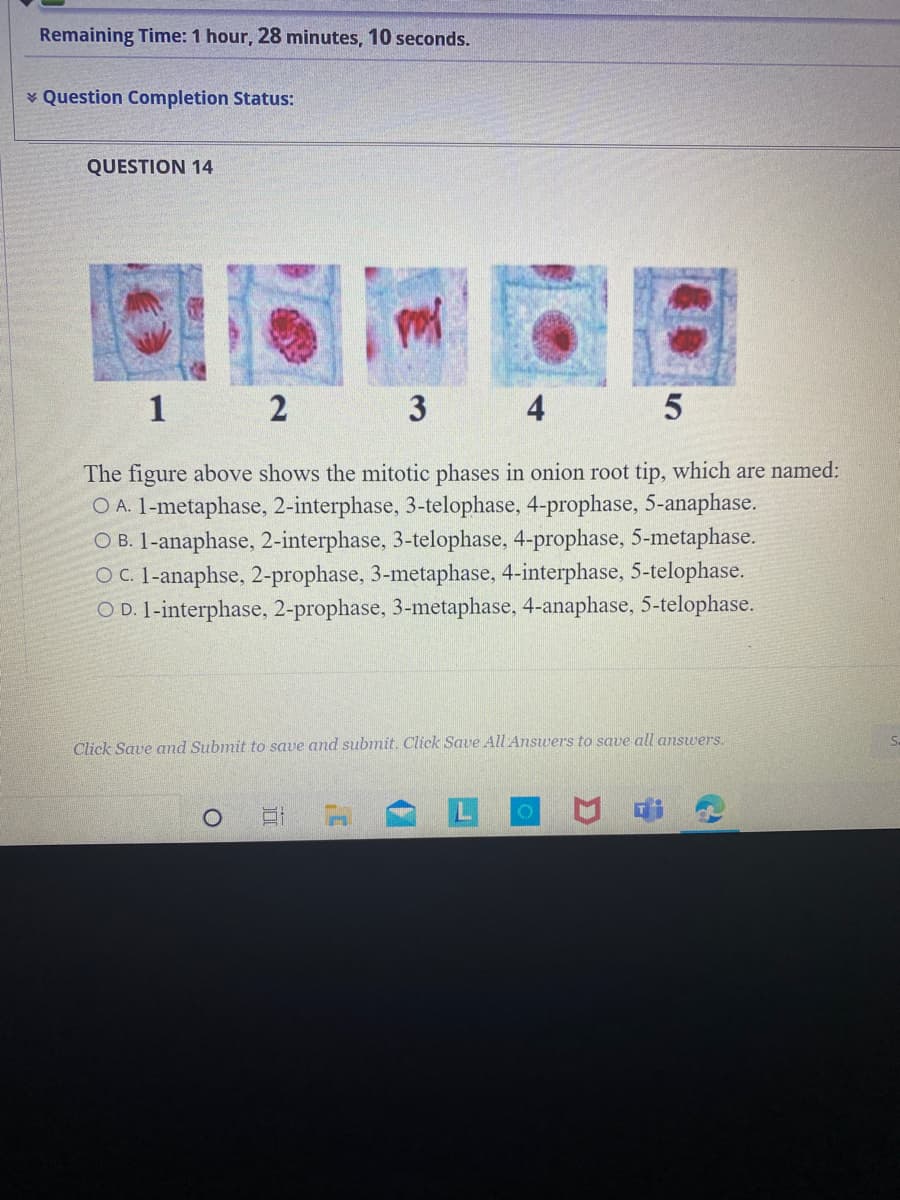 Remaining Time: 1 hour, 28 minutes, 10 seconds.
* Question Completion Status:
QUESTION 14
1
3
4
The figure above shows the mitotic phases in onion root tip, which are named:
O A. 1-metaphase, 2-interphase, 3-telophase, 4-prophase, 5-anaphase.
O B. 1-anaphase, 2-interphase, 3-telophase, 4-prophase, 5-metaphase.
O C. I-anaphse, 2-prophase, 3-metaphase, 4-interphase, 5-telophase.
O D. 1-interphase, 2-prophase, 3-metaphase, 4-anaphase, 5-telophase.
Click Save and Submit to save and submit. Click Save All Answers to save all answers.
