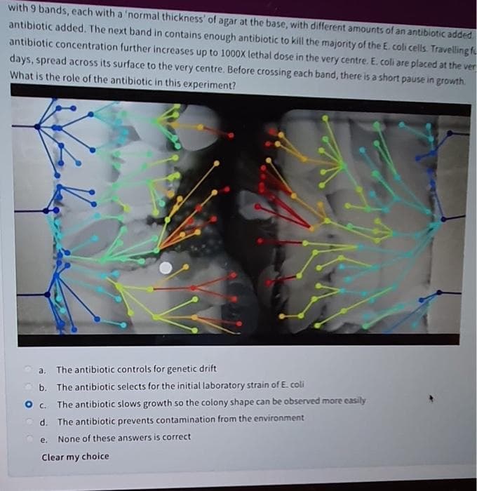 with 9 bands, each with a 'normal thickness' of agar at the base, with different amounts of an antibiotic added.
antibiotic added. The next band in contains enough antibiotic to kill the majority of the E. coli cells. Travelling fu
antibiotic concentration further increases up to 1000X lethal dose in the very centre. E. coli are placed at the ver
days, spread across its surface to the very centre. Before crossing each band, there is a short pause in growth.
What is the role of the antibiotic in this experiment?
a. The antibiotic controls for genetic drift
b. The antibiotic selects for the initial laboratory strain of E. coli
The antibiotic slows growth so the colony shape can be observed more easily
d. The antibiotic prevents contamination from the environment
e.
None of these answers is correct
Clear my choice
