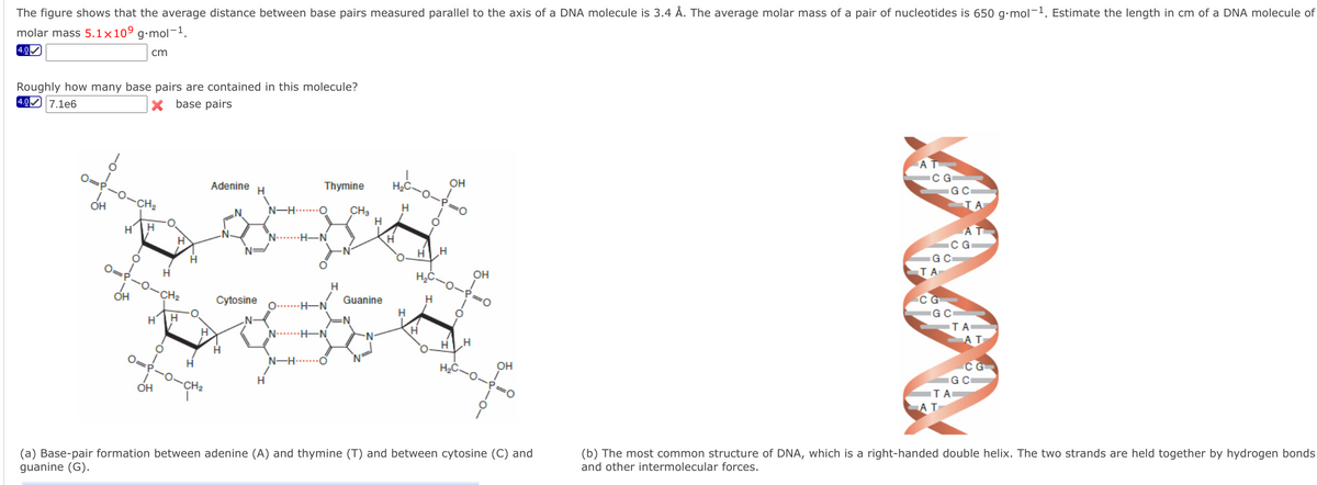 The figure shows that the average distance between base pairs measured parallel to the axis of a DNA molecule is 3.4 Å. The average molar mass of a pair of nucleotides is 650 g•mol-1. Estimate the length in cm of a DNA molecule of
molar mass 5.1x109 g•mol-1.
4.0
cm
Roughly how many base pairs are contained in this molecule?
4.0 7.1e6
X base pairs
AT
CG
OH
O-P=D0
G C
TA
Adenine
Thymine
OH
CH2
N-H.......O
CH3
H
-N
N.....
G C
H
A
Он
C G
G C
TA
AT
OH
CH2
Cytosine
Guanine
H.
O.......H-N
H
H'
H
N…**H-N
HLH
O
N-H.....
H2C
OH
TA
OH
CH2
(b) The most common structure of DNA, which is a right-handed double helix. The two strands are held together by hydrogen bonds
and other intermolecular forces.
(a) Base-pair formation between adenine (A) and thymine (T) and between cytosine (C) and
guanine (G).
