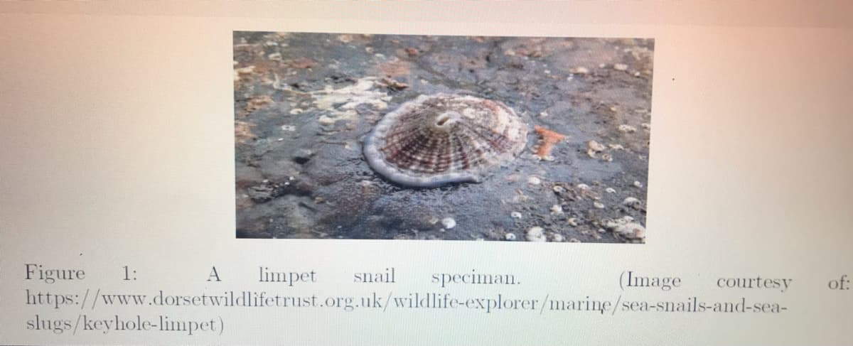 Figure
https://www.dorsetwildlifetrust.org.uk/wildlife-explorer/marine/sea-snails-and-sea-
slugs/keyhole-limpet)
1:
limpet
snail
speciman.
(Image
courtesy
of:
