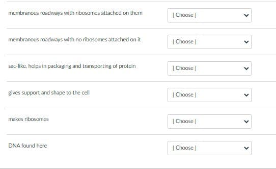 membranous roadways with ribosomes attached on them
| Choose |
membranous roadways with no ribosomes attached on it
| Choose J
sac-like, helps in packaging and transporting of protein
|Choose )
gives support and shape to the cell
| Choose )
makes ribosomes
|Choose )
DNA found here
| Choose J
>
>
>
