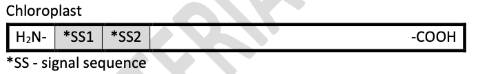 Chloroplast
H₂N- *SS1 *SS2
*SS - signal sequence
=
-COOH