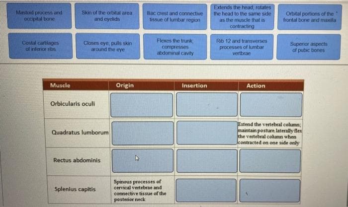 Mastoid process and
occipital bone
Costal cartilages
of inferior ribs
Muscle
Skin of the orbital area
and eyelids
Closes eye, pulls skin
around the eye
Orbicularis oculi
Quadratus lumborum
Rectus abdominis
Splenius capitis
Origin
Iliac crest and connective
tissue of lumbar region
Flexes the trunk
compresses
abdominal cavity
Spinous processes of
cervical vertebrae and
connective tissue of the
posterior neck
Insertion
Extends the head, rotates
the head to the same side
as the muscle that is
contracting
Rib 12 and transverses
processes of lumbar
vertbrae
Action
Orbital portions of the "
frontal bone and maxilla
Superior aspects
of pubic bones
Extend the vertebral column;
maintain posture laterally flex
the vertebral column when
contracted on one side only