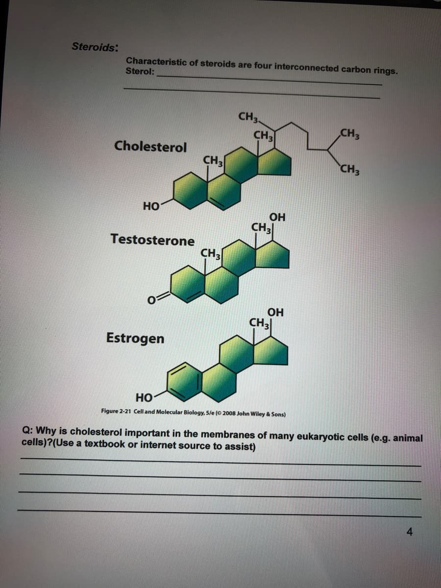 Steroids:
Characteristic of steroids are four interconnected carbon rings.
Sterol:
CH3
CH3
CH3
Cholesterol
CH3
CH3
но
OH
CH3
Testosterone
CH3
OH
CH3
Estrogen
Но
Figure 2-21 Cell and Molecular Biology, 5/e (© 2008 John Wiley & Sons)
Q: Why is cholesterol important in the membranes of many eukaryotic cells (e.g. animal
cells)?(Use a textbook or internet source to assist)
