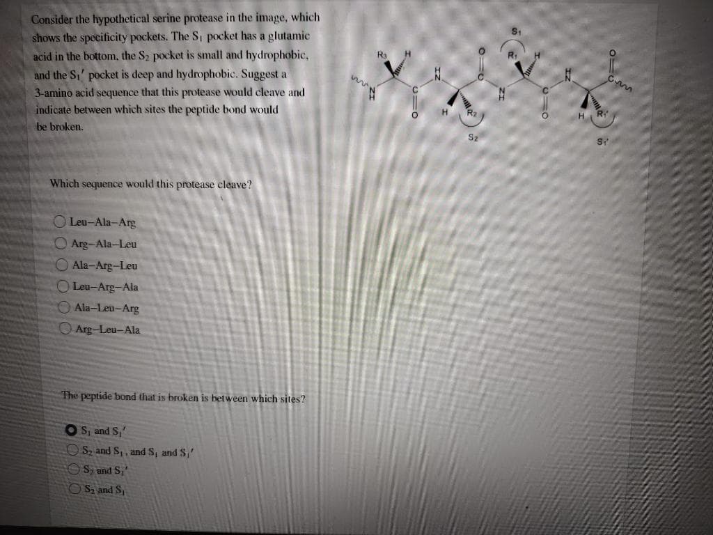 Consider the hypothetical serine protease in the image, which
shows the specificity pockets. The Si pocket has a glutamic
acid in the bottom, the S2 pocket is small and hydrophobic,
and the S,' pocket is deep and hydrophobic. Suggest a
R
3-amino acid sequence that this protease would cleave and
indicate between which sites the peptide bond would
R2
be broken.
S2
Which sequence would this protease cleave?
O Leu-Ala-Arg
O Arg-Ala-Leu
Ala-Arg-Leu
O Leu-Arg-Ala
Ala-Leu-Arg
OArg-Leu-Ala
The peptide bond that is broken is between which sites?
O S, and S,'
OS, and S,, and S, and S,'
S, and S,
O Sa and S,
