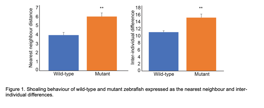 Nearest neighbour distance
765432
Inter-individual difference
18
86 120 80 6 + 21
Wild-type
Mutant
Wild-type
Mutant
Figure 1. Shoaling behaviour of wild-type and mutant zebrafish expressed as the nearest neighbour and inter-
individual differences.