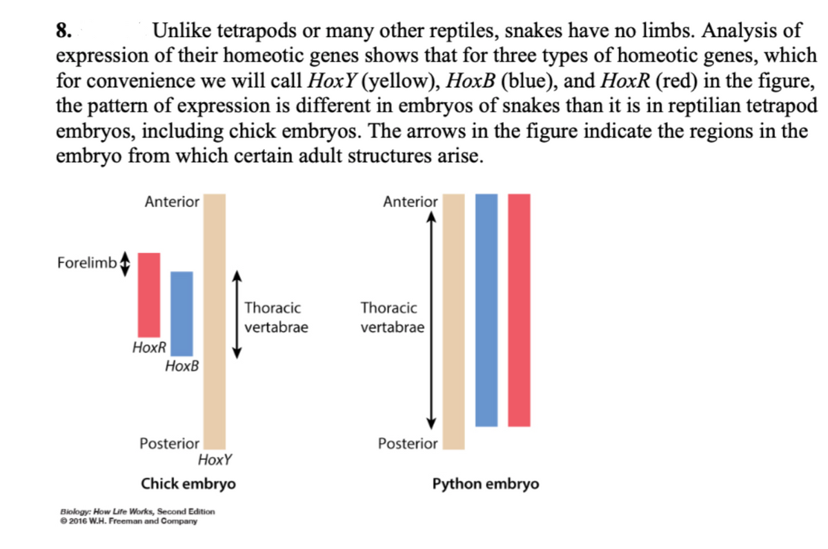 8.
Unlike tetrapods or many other reptiles, snakes have no limbs. Analysis of
expression of their homeotic genes shows that for three types of homeotic genes, which
for convenience we will call HoxY (yellow), HoxB (blue), and HoxR (red) in the figure,
the pattern of expression is different in embryos of snakes than it is in reptilian tetrapod
embryos, including chick embryos. The arrows in the figure indicate the regions in the
embryo from which certain adult structures arise.
Anterior
Anterior
Forelimb
Thoracic
Thoracic
vertabrae
vertabrae
НоxR
Нохв
Posterior
HoxY
Posterior
Chick embryo
Python embryo
Biology: How Life Works, Second Edition
O 2016 W.H. Freeman and Company
