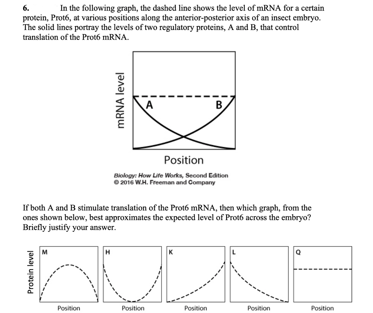 6.
In the following graph, the dashed line shows the level of mRNA for a certain
protein, Prot6, at various positions along the anterior-posterior axis of an insect embryo.
The solid lines portray the levels of two regulatory proteins, A and B, that control
translation of the Prot6 mRNA.
A
В
Position
Biology: How Life Works, Second Edition
© 2016 W.H. Freeman and Company
If both A and B stimulate translation of the Prot6 mRNA, then which graph, from the
ones shown below, best approximates the expected level of Prot6 across the embryo?
Briefly justify your answer.
M
K
Q
Position
Position
Position
Position
Position
Protein level
MRNA level
