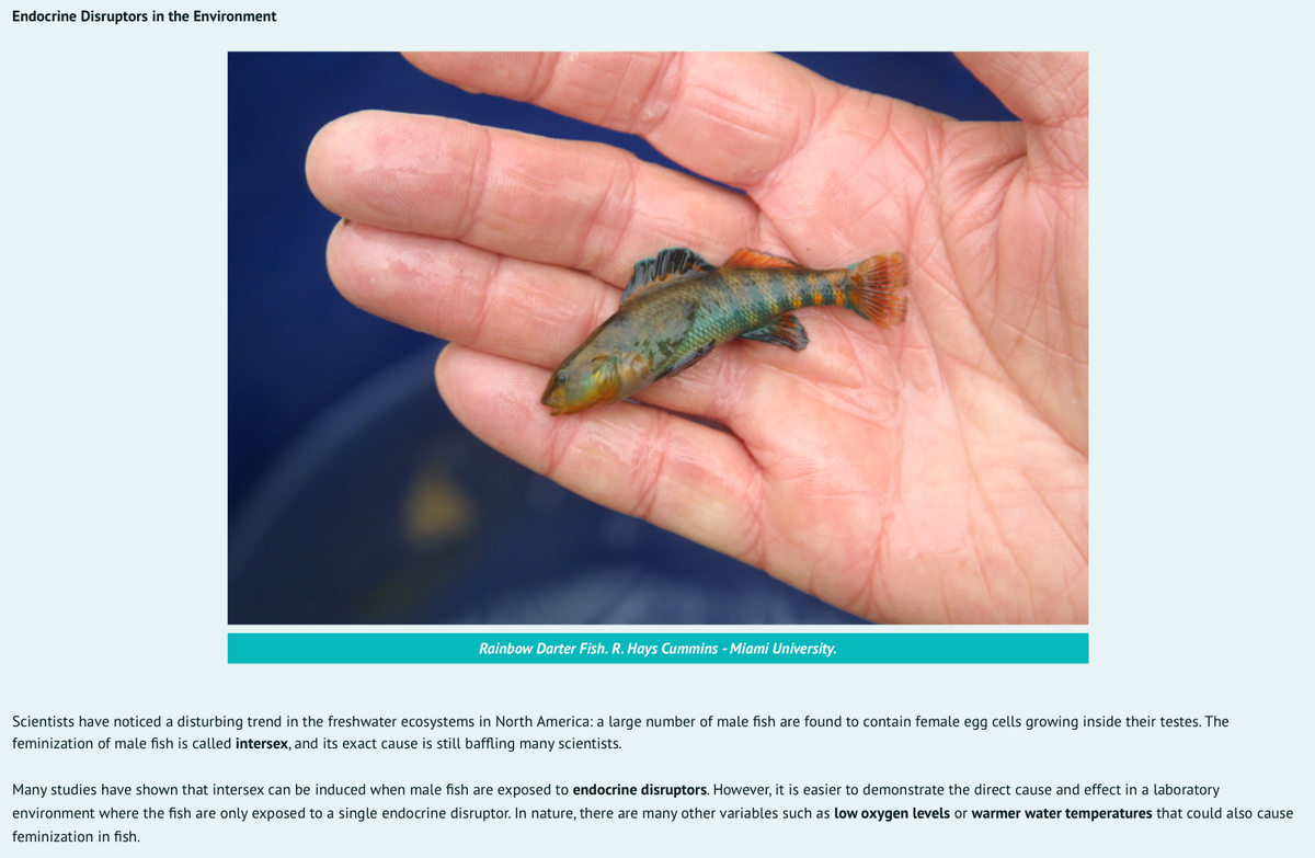 Endocrine Disruptors in the Environment
Rainbow Darter Fish. R. Hays Cummins - Miami University.
Scientists have noticed a disturbing trend in the freshwater ecosystems in North America: a large number of male fish are found to contain female egg cells growing inside their testes. The
feminization of male fish is called intersex, and its exact cause is still baffling many scientists.
Many studies have shown that intersex can be induced when male fish are exposed to endocrine disruptors. However, it is easier to demonstrate the direct cause and effect in a laboratory
environment where the fish are only exposed to a single endocrine disruptor. In nature, there are many other variables such as low oxygen levels or warmer water temperatures that could also cause
feminization in fish.
