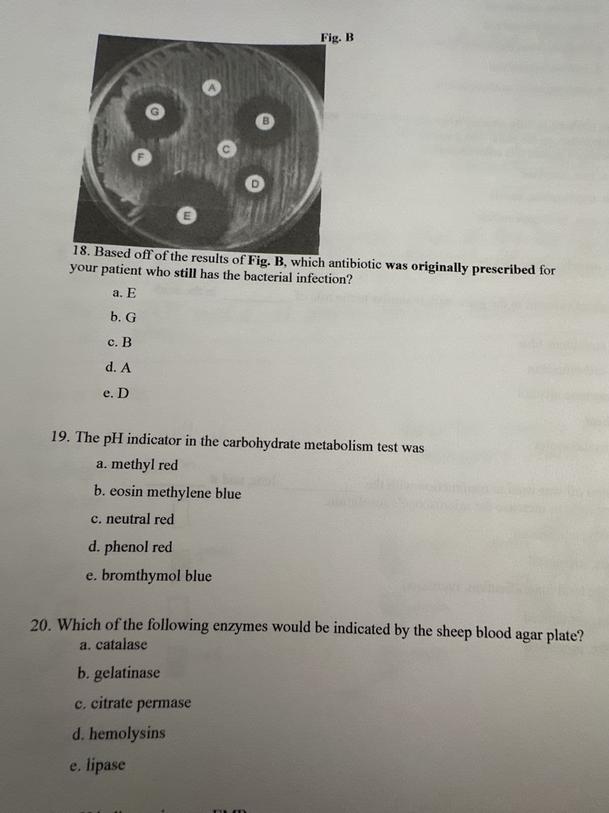 #TI
B
Fig. B
your patient who still has the bacterial infection?
18. Based off of the results of Fig. B, which antibiotic was originally prescribed for
a. E
b. G
c. B
d. A
e. D
19. The pH indicator in the carbohydrate metabolism test was
a. methyl red
b. eosin methylene blue
c. neutral red
d. phenol red
e. bromthymol blue
20. Which of the following enzymes would be indicated by the sheep blood agar plate?
a. catalase
b. gelatinase
c. citrate permase
d. hemolysins
e. lipase