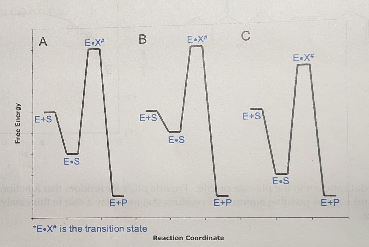 E•X#
C
A
E•X#
E•X#
E+S
E+S
E+S
E.S
E•S
E•S
noit
aubia g obivort
1S V E+P
E+Po
E+P
*E•X# is the transition state
Reaction Coordinate
Free Energy
