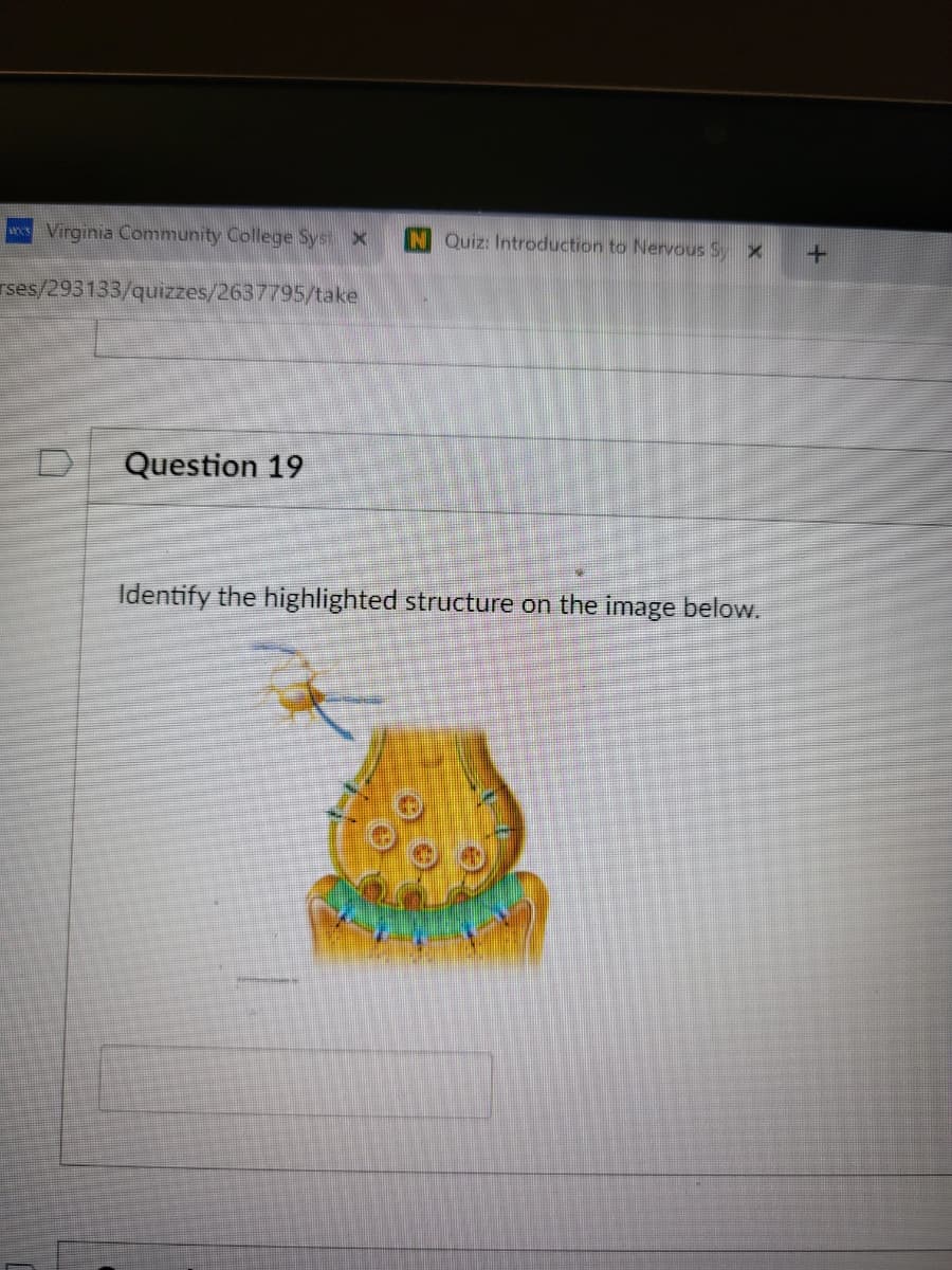 wVirginia Community College Syst X
N Quiz: Introduction to Nervous S x
rses/293133/quizzes/2637795/take
Question 19
Identify the highlighted structure on the image below.
