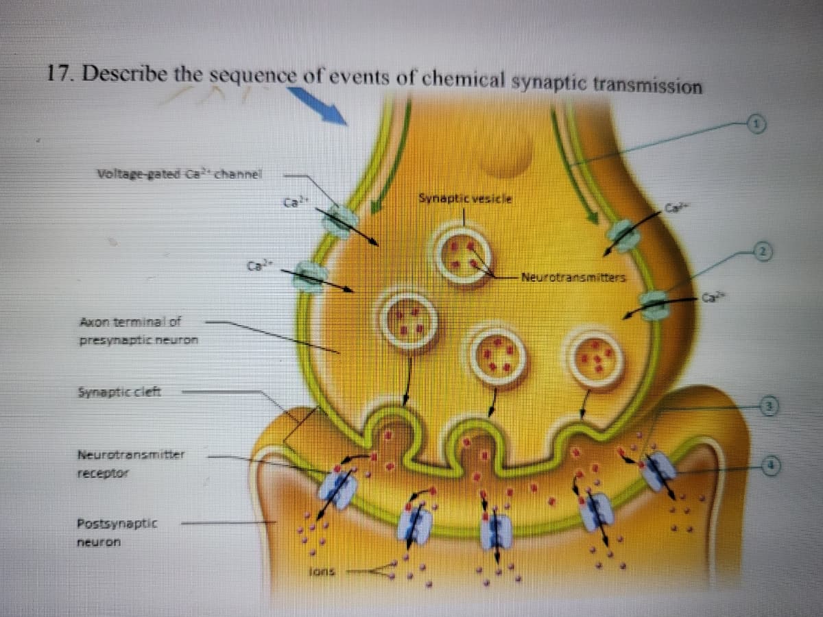 17. Describe the sequence of events of chemical synaptic transmission
Voltage-gated Ca channel
Ca
Synaptic vesicle
Neurotransmnitters.
Axon terminal of
presynaptic neuron
Synaptic cleft
Neurptransmitter
receptor
Postsynaptic
neuron
Jons
