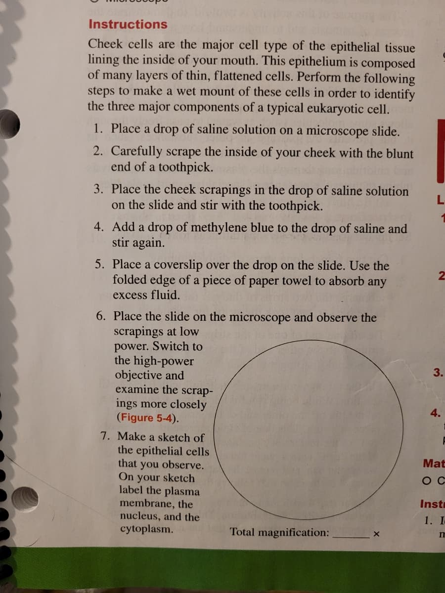 Instructions
Cheek cells are the major cell type of the epithelial tissue
lining the inside of your mouth. This epithelium is composed
of many layers of thin, flattened cells. Perform the following
steps to make a wet mount of these cells in order to identify
the three major components of a typical eukaryotic cell.
1. Place a drop of saline solution on a microscope slide.
2. Carefully scrape the inside of your cheek with the blunt
end of a toothpick.
3. Place the cheek scrapings in the drop of saline solution
on the slide and stir with the toothpick.
4. Add a drop of methylene blue to the drop of saline and
stir again.
5. Place a coverslip over the drop on the slide. Use the
folded edge of a piece of paper towel to absorb any
excess fluid.
6. Place the slide on the microscope and observe the
scrapings at low
power. Switch to
the high-power
objective and
examine the scrap-
ings more closely
(Figure 5-4).
7. Make a sketch of
the epithelial cells
that you observe.
On your sketch
label the plasma
membrane, the
nucleus, and the
Mat
O C
Instr
1. I
cytoplasm.
Total magnification:
3.
4.
