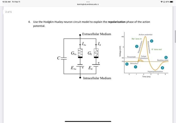 10:30 AM Fri Feb 11
FO 87%
learringhub.andrews.edu
2 of 5
4. Use the Hodgkin-Huxley neuron circuit model to explain the repolarization phase of the action
potential.
Extracellular Medium
Action patential
*40
Na lons in
INa
K lons out
GNa
Falled
Threshold
initiations
Resting state
70
Stimulus!
EN TE Ex
Hyperpolartzation
Time (ms)
Intracellular Medium
Voltage (mv)
Depolarization
Repolarization
