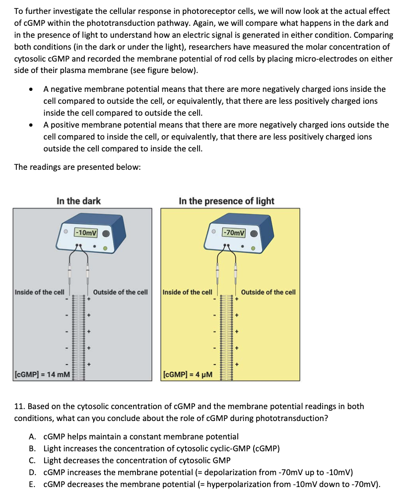 To further investigate the cellular response in photoreceptor cells, we will now look at the actual effect
of cGMP within the phototransduction pathway. Again, we will compare what happens in the dark and
in the presence of light to understand how an electric signal is generated in either condition. Comparing
both conditions (in the dark or under the light), researchers have measured the molar concentration of
cytosolic cGMP and recorded the membrane potential of rod cells by placing micro-electrodes on either
side of their plasma membrane (see figure below).
A negative membrane potential means that there are more negatively charged ions inside the
cell compared to outside the cell, or equivalently, that there are less positively charged ions
inside the cell compared to outside the cell.
●
A positive membrane potential means that there are more negatively charged ions outside the
cell compared to inside the cell, or equivalently, that there are less positively charged ions
outside the cell compared to inside the cell.
The readings are presented below:
In the dark
O-10mV
Inside of the cell
[CGMP] = 14 mM
Outside of the cell
In the presence of light
0-70mV
"
Inside of the cell
[CGMP] = 4 μM
Outside of the cell
11. Based on the cytosolic concentration of cGMP and the membrane potential readings in both
conditions, what can you conclude about the role of cGMP during phototransduction?
A. CGMP helps maintain a constant membrane potential
B. Light increases the concentration of cytosolic cyclic-GMP (CGMP)
C. Light decreases the concentration of cytosolic GMP
D. CGMP increases the membrane potential (= depolarization from -70mV up to -10mV)
E. CGMP decreases the membrane potential (= hyperpolarization from -10mV down to -70mV).