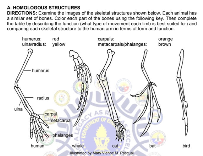 A. HOMOLOGOUS STRUCTURES
DIRECTIONS: Examine the images of the skeletal structures shown below. Each animal has
a similar set of bones. Color each part of the bones using the following key. Then complete
the table by describing the function (what type of movement each limb is best suited for) and
comparing each skeletal structure to the human arm in terms of form and function.
carpals:
metacarpals/phalanges:
humerus:
red
orange
brown
ulna/radius: yellow
humerus
radius
ulna
-carpal
-metacarpal
AS R
OF
-phalanges
human
whale
cat
bat
bird
llustrated by Mary Vienne M. Pascual
LEGACY
COLPARTHEN
EXCEL
