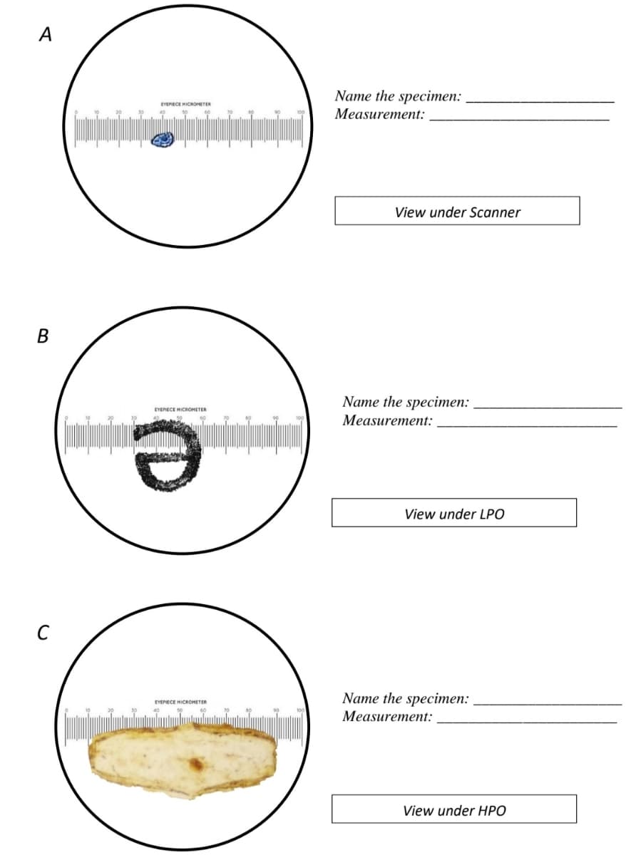 Name the specimen:
EVERECE HICROHETER
Мeasurement:
View under Scanner
Name the specimen:
EYEPECE HICROMETER
Measurement:
View under LPO
C
Name the specimen:
EYEPIECE MICROHETER
Measurement:
View under HPO
