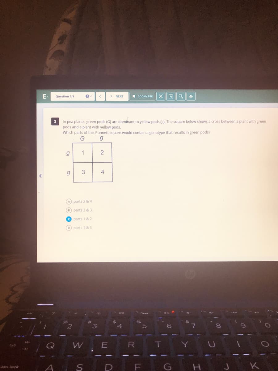 E•
Question 3/8
> NEXT
A BOOKMARK
3 In pea plants, green pods (G) are domihant to yellow pods (g). The square below shows a cross between a plant with green
pods and a plant with yellow pods.
Which parts of this Punnett square would contain a genotype that results in green pods?
G
g
1
2
3
4
A parts 2 & 4
B parts 2 & 3
C parts 1 & 2
D parts 1 & 3
4.
6O
Y]
tab
aps lock
D
