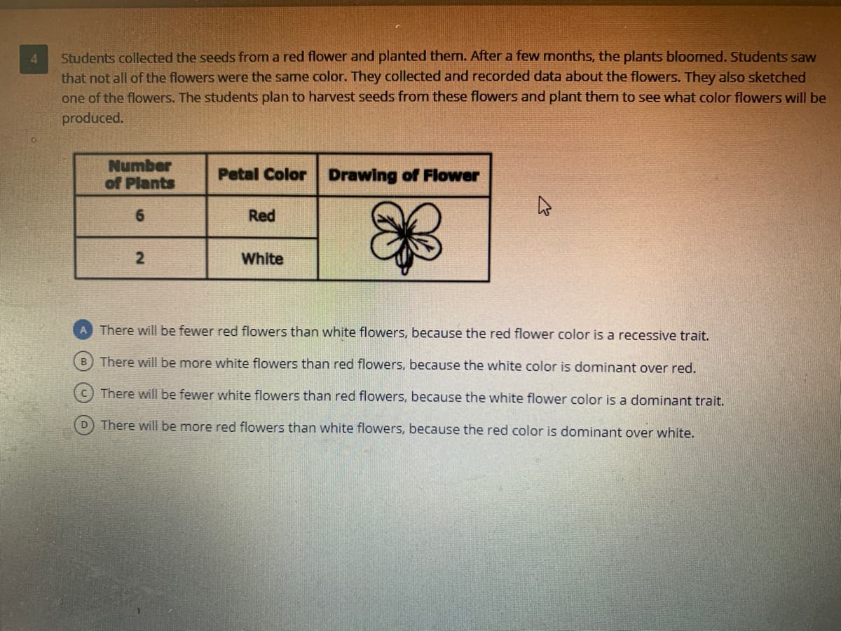 Students collected the seeds from a red flower and planted them. After a few months, the plants bloomed. Students saw
that not all of the flowers were the same color. They collected and recorded data about the flowers. They also sketched
one of the flowers. The students plan to harvest seeds from these flowers and plant them to see what color flowers will be
produced.
Number
of Plants
Petal Color
Drawing of Flower
Red
White
There will be fewer red flowers than white flowers, because the red flower color is a recessive trait.
B There will be more white flowers than red flowers, because the white color is dominant over red.
There will be fewer white flowers than red flowers, because the white flower color is a dominant trait.
There will be more red flowers than white flowers, because the red color is dominant over white.
