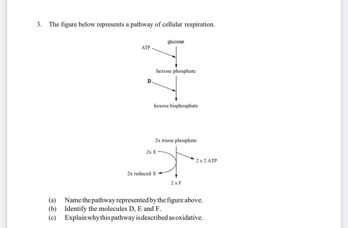 3.
The figure below represents a pathway of cellular respiration.
glucose
АТР
hexose phosphate
hexose bisphosphate
2x triose phosphate
2х Е
2 x 2 ATP
2x reduced E
2 x F
(a)
Name the pathway represented by the figure above.
(b) Identify the molecules D, E and F.
(c) Explain why this pathway isdescribed as oxidative.
