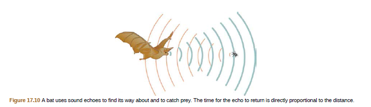 Figure 17.10 A bat uses sound echoes to find its way about and to catch prey. The time for the echo to return is directly proportional to the distance.
