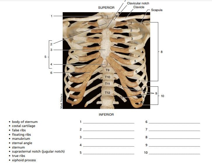 Clavicular notch
SUPERIOR
Clavicle
Scapula
3
2
3
8
5
T9
T10
T11
T12
10
INFERIOR
• body of sternum
• cstal cartilage
• false ribs
• floating ribs
• manubrium
• sternal angle
• sternum
• suprasternal notch (jugular notch)
• true ribs
• xiphoid process
6.
7
3
8.
9.
10
UNAN Y
