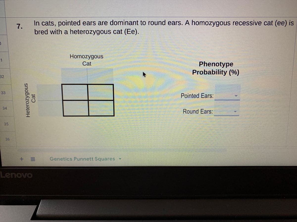 In cats, pointed ears are dominant to round ears. A homozygous recessive cat (ee) is
7.
bred with a heterozygous cat (Ee).
Homozygous
Phenotype
Probability (%)
Cat
32
33
Pointed Ears:
34
Round Ears:
35
36
Genetics Punnett Squares
Lenovo
Heterozygous
Cat
