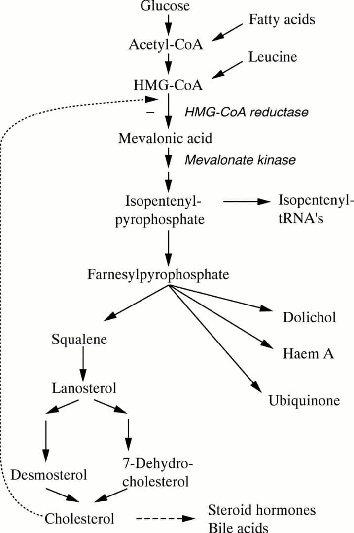 Glucose
Fatty acids
Acetyl-CoA
Leucine
HMG-COA
HMG-CoA reductase
Mevalonic acid
Mevalonate kinase
Isopentenyl-
pyrophosphate
Isopentenyl-
TRNA's
Farnesylpyrophosphate
Dolichol
Squalene
Haem A
Lanosterol
Ubiquinone
7-Dehydro-
cholesterol
Desmosterol
Steroid hormones
Cholesterol
- - --
Bile acids
