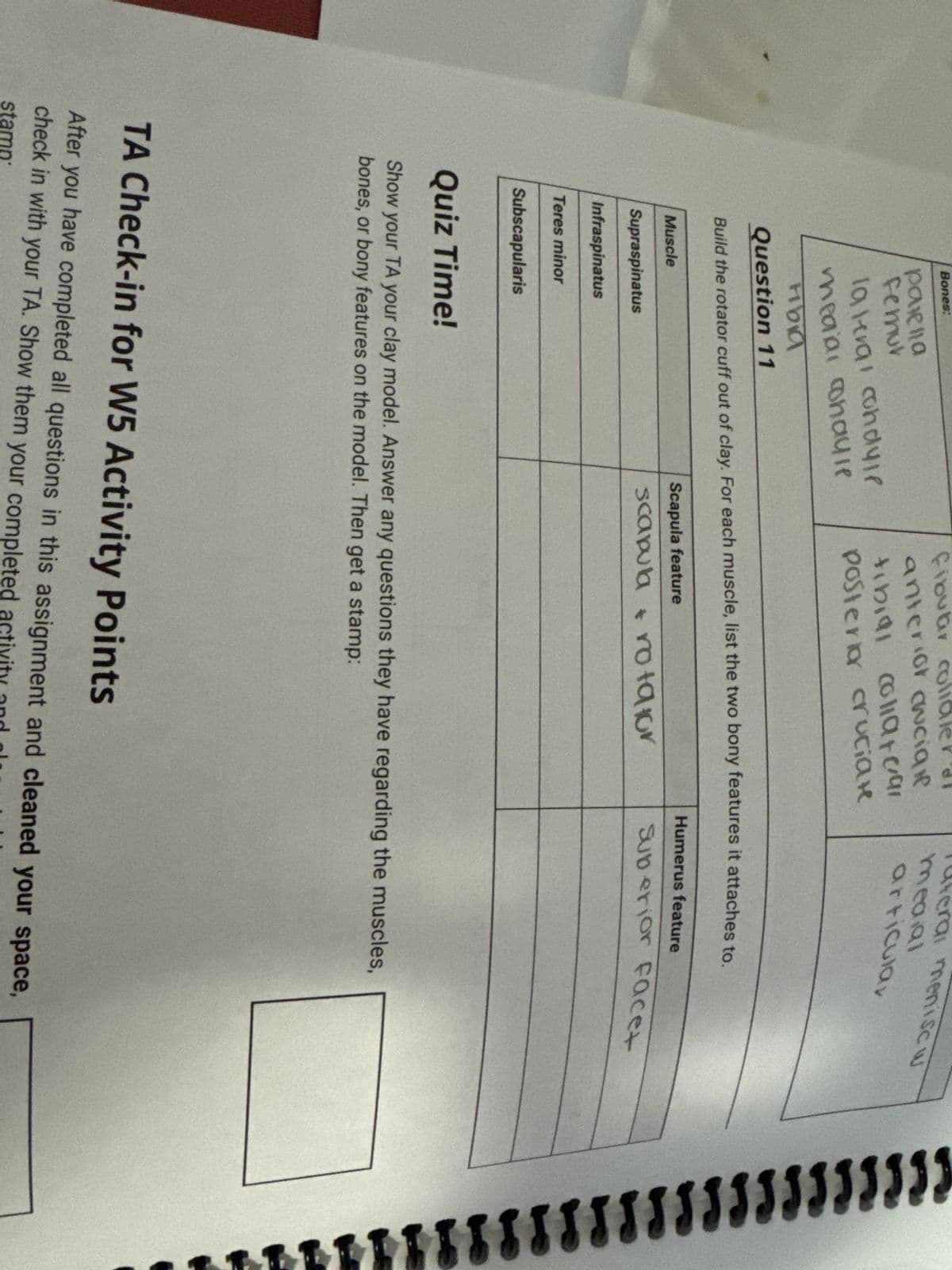 Bones:
parella
femur
lateral condyle
fibular col
anterior cwciare
tibial collata
posterior cruciate
ai menisc
medial
articular
medial cohayle
Fibia
Question 11
Build the rotator cuff out of clay. For each muscle, list the two bony features it attaches to.
Muscle
Supraspinatus
Scapula feature
scapula rotator
Humerus feature
Suberior facet
Infraspinatus
Teres minor
Subscapularis
Quiz Time!
Show your TA your clay model. Answer any questions they have regarding the muscles,
bones, or bony features on the model. Then get a stamp:
TA Check-in for W5 Activity Points
After you have completed all questions in this assignment and cleaned your space,
check in with your TA. Show them your completed activity and
stamp: