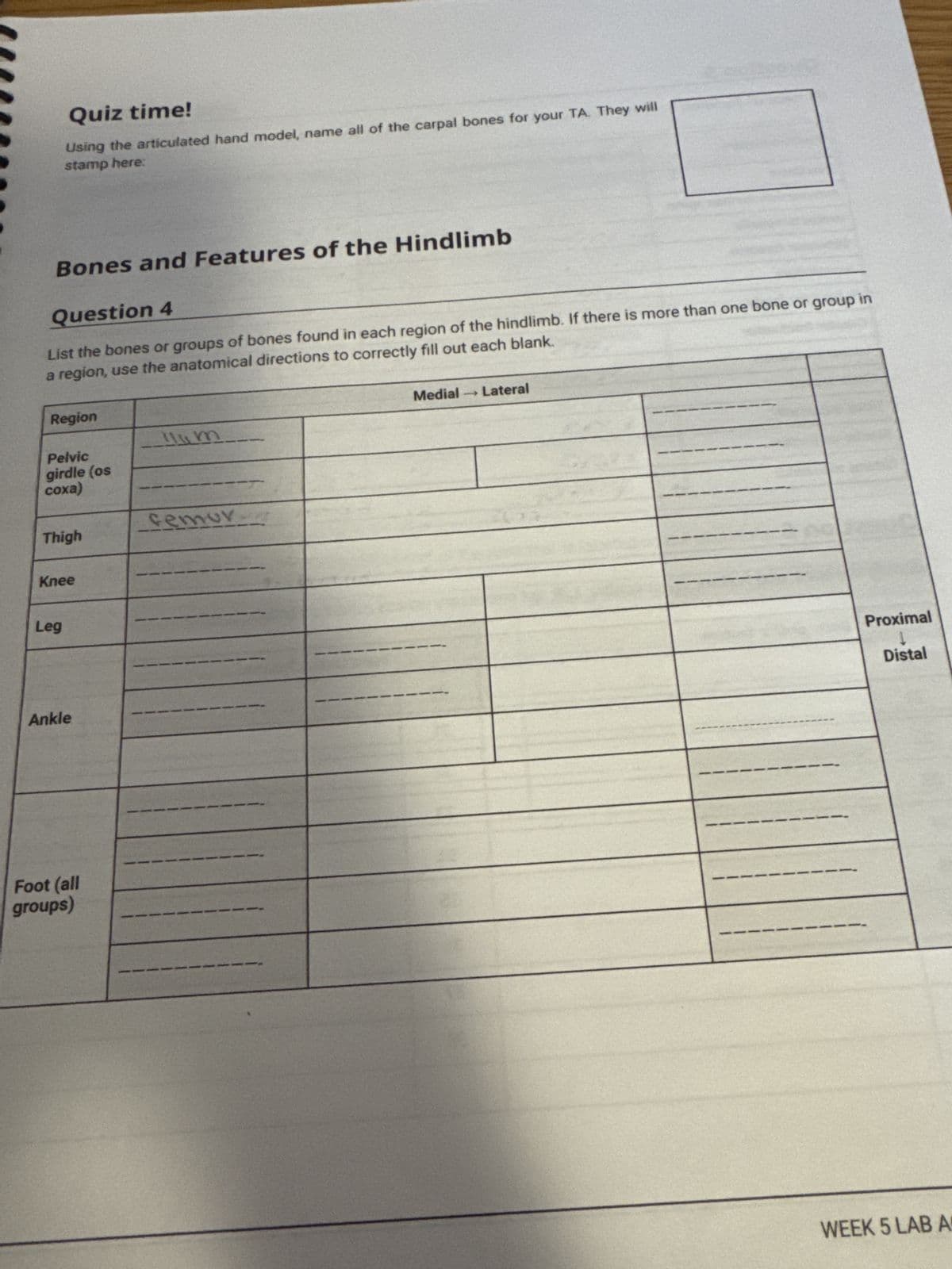 Quiz time!
Using the articulated hand model, name all of the carpal bones for your TA. They will
stamp here:
Bones and Features of the Hindlimb
Question 4
List the bones or groups of bones found in each region of the hindlimb. If there is more than one bone or group in
a region, use the anatomical directions to correctly fill out each blank.
Region
m
Pelvic
girdle (os
coxa)
femur
Thigh
Knee
Leg
Ankle
Foot (all
groups)
Medial →→ Lateral
Proximal
Distal
WEEK 5 LAB A